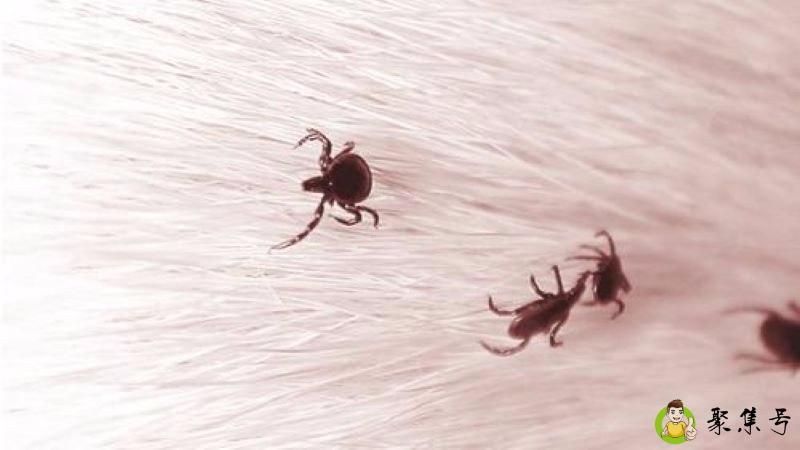 床上有跳骚怎么快速清除