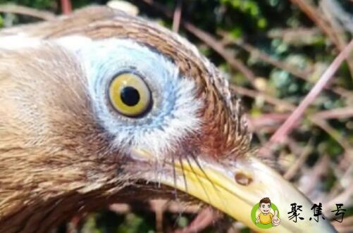 眼水变化复杂的画眉鸟善斗吗-