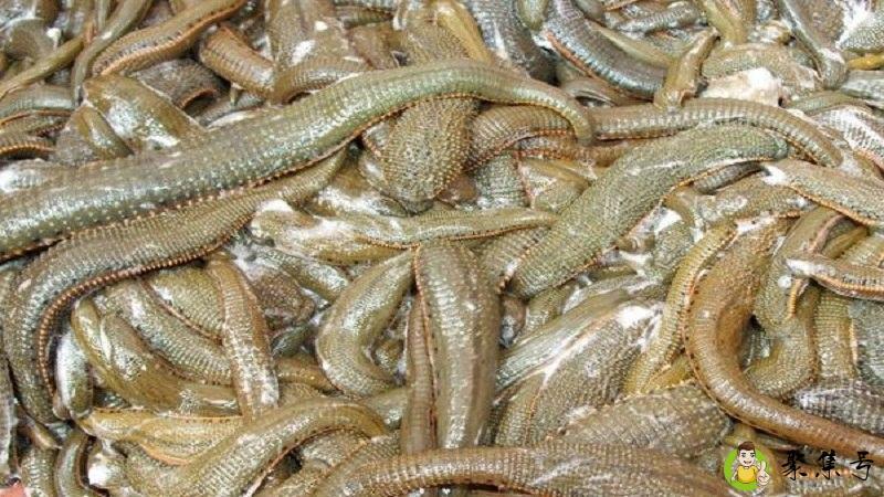 蚂蟥和水蛭不一样吗