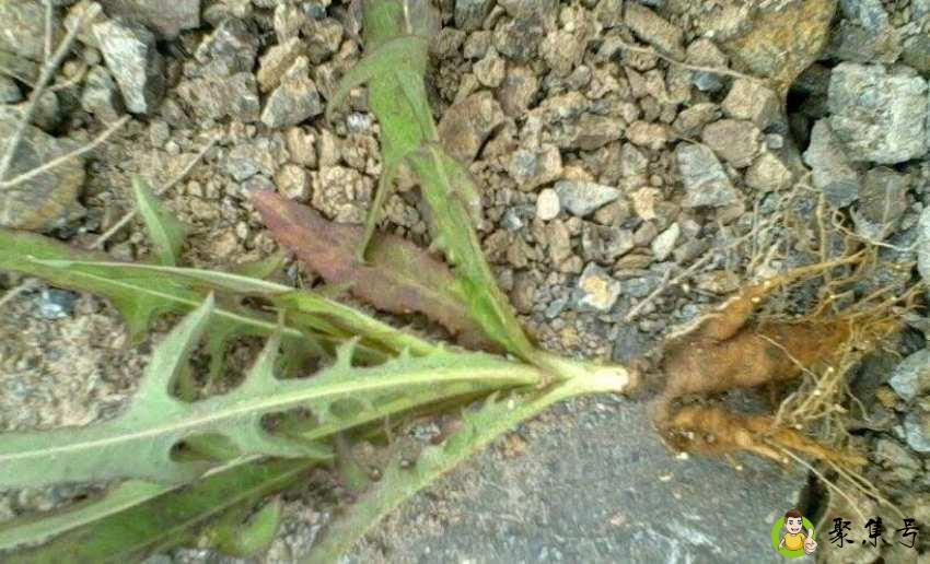 蒲公英根有假的吗