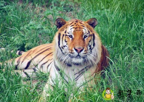 二头代表什么生肖