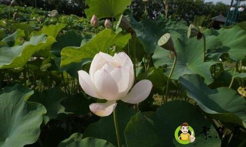 中国荷苑营业时间