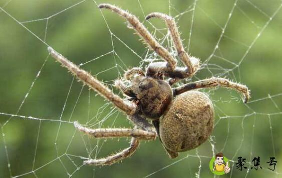 蜘蛛用什么药可以杀死