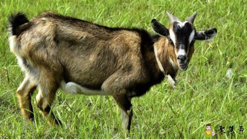 夏季代表什么生肖