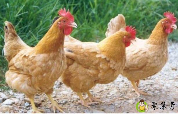 鸡肚子里的蛋黄叫什么