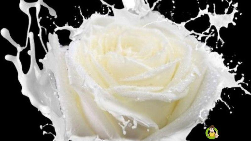 调制乳是牛奶吗