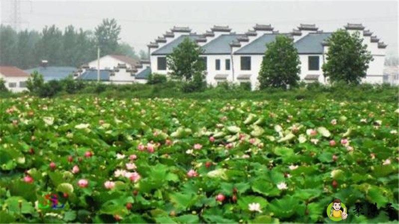 西梗莲香在哪里