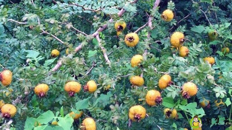 嵌入式培养是啥意思