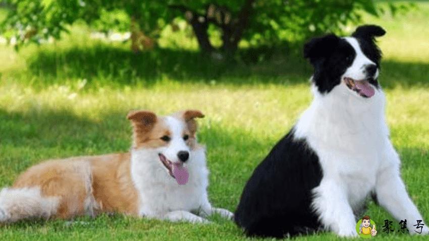 狗一般能活多少年