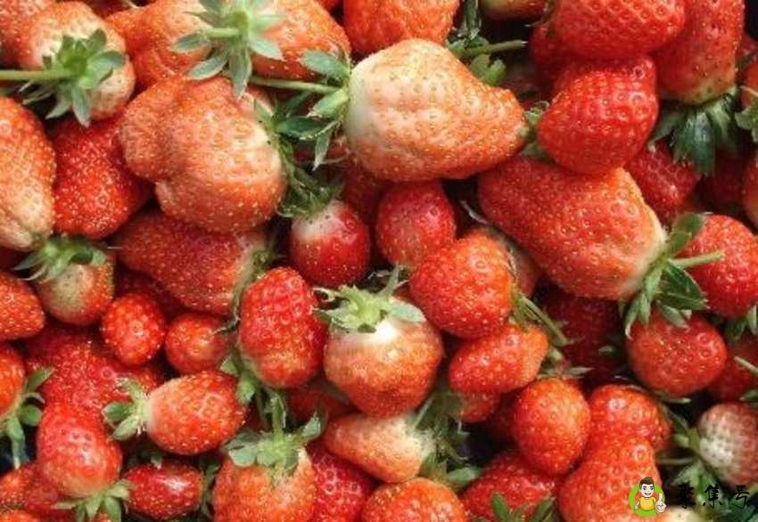 草莓坏了是什么样子