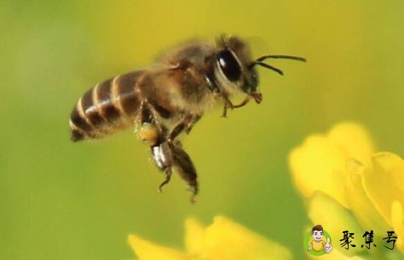世界蜜蜂日是什么