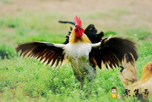 4斤重的鸡杀后净重