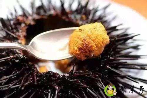 海胆怎么生吃