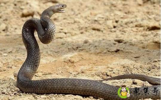 天生残疾的生肖是什么