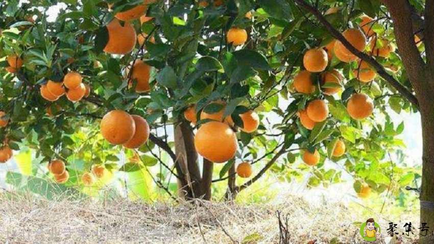 广东有什么水果特产