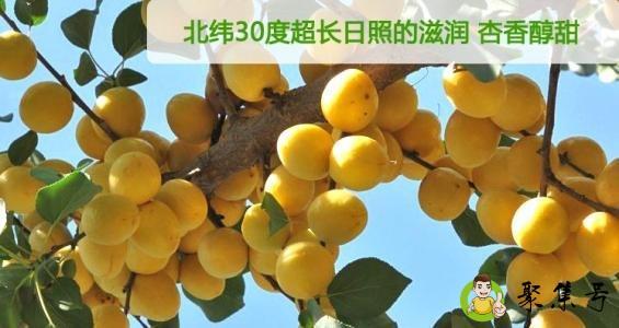 吊杆杏和小白杏的区别