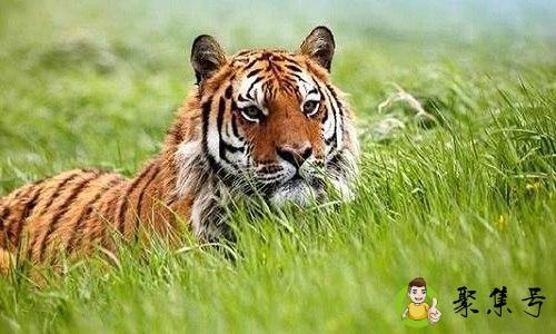 你太虎了是什么意思