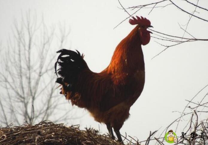 欲钱买早起打鸣的动物