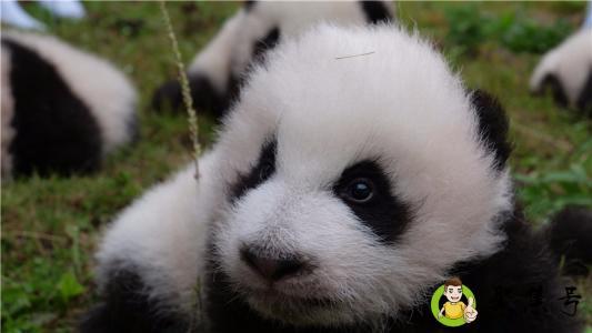 熊猫为什么不吃肉