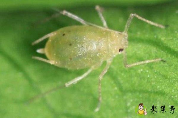 蚜虫的危害