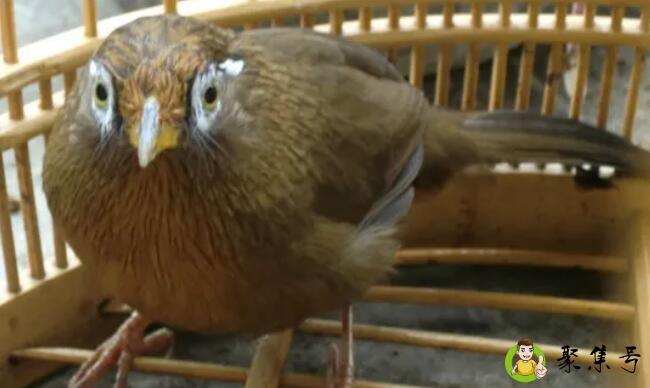 嘴脚眼毛都长得好的画眉鸟一定是善斗的好苗子吗-