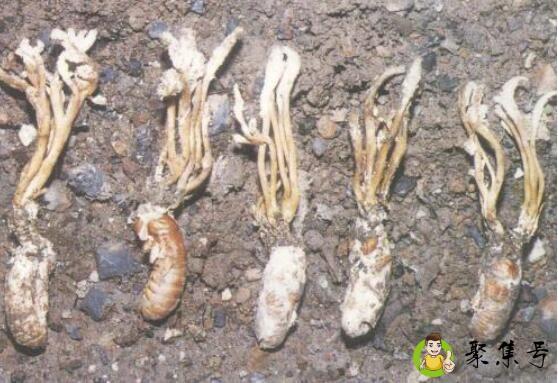 蝉花和金蝉花区别