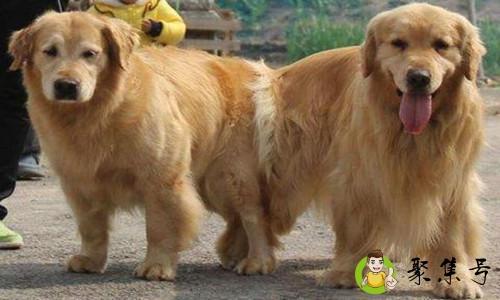 狗狗配种怎么做