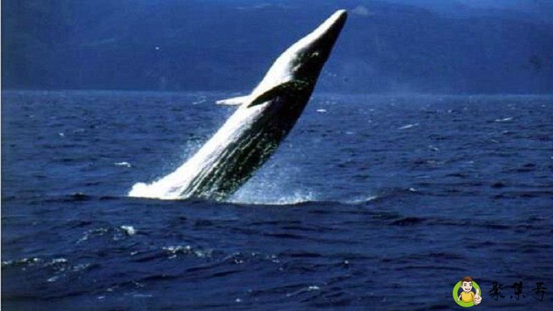 座头鲸体重多重