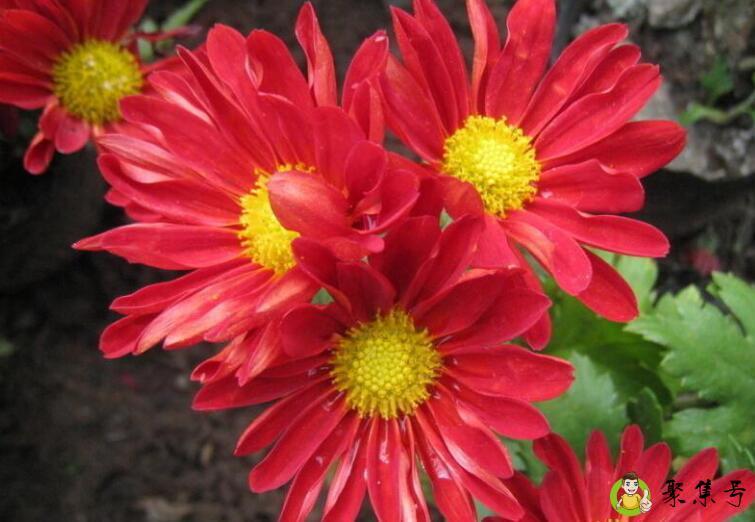 红色菊花花语
