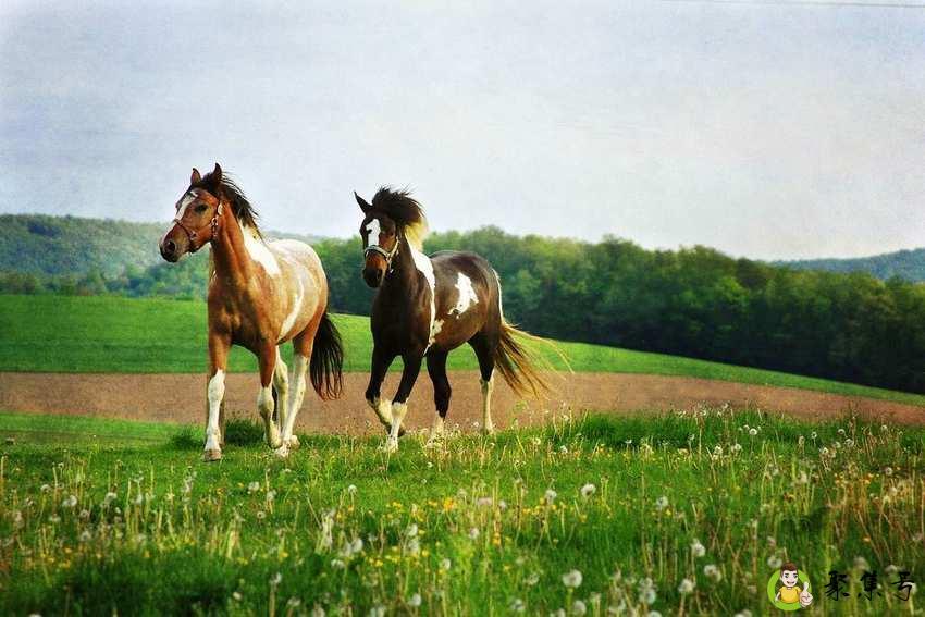 乱花渐欲迷人眼下一句