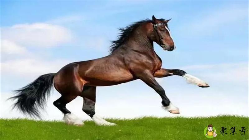 一匹野马代表什么意思