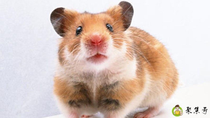 怯字代表什么生肖