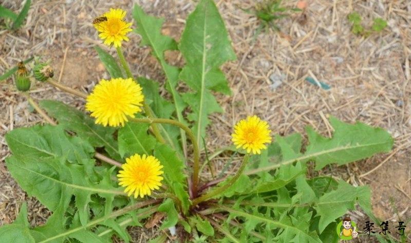 古古丁和蒲公英的区别