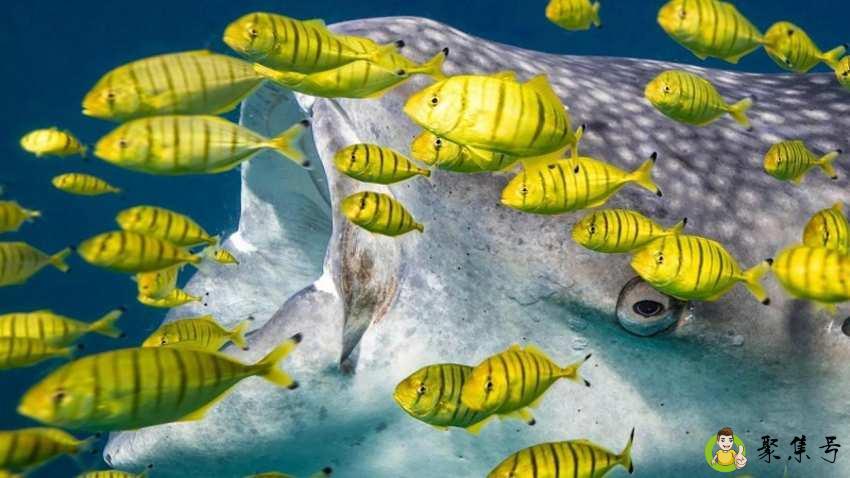 龟粮和鱼粮有什么区别