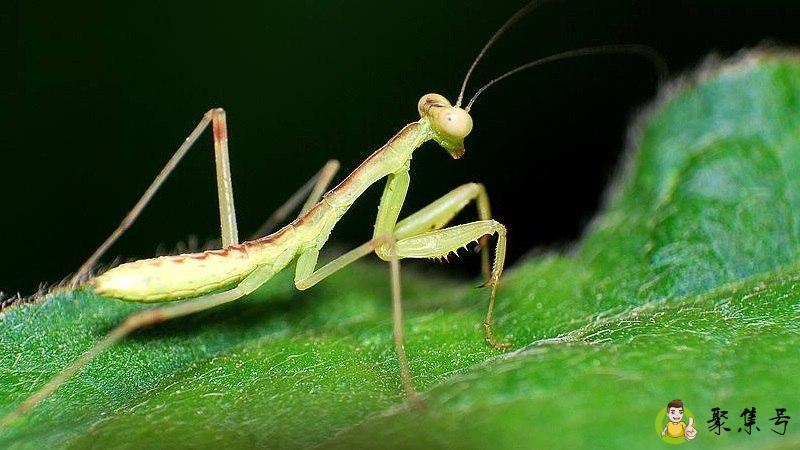 螳螂捕蝉黄雀在后的意思