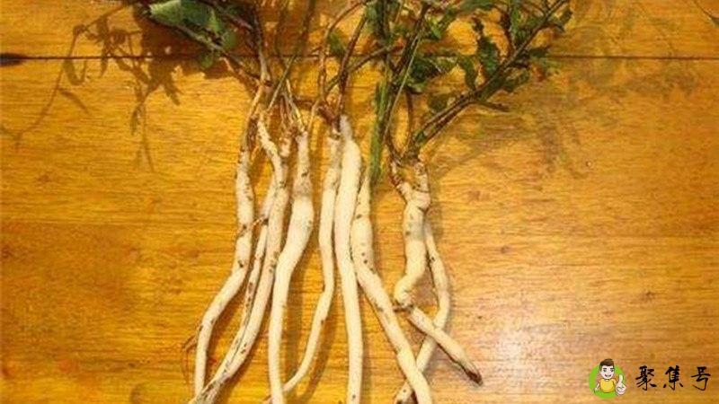 沙参和山胡萝卜的区别