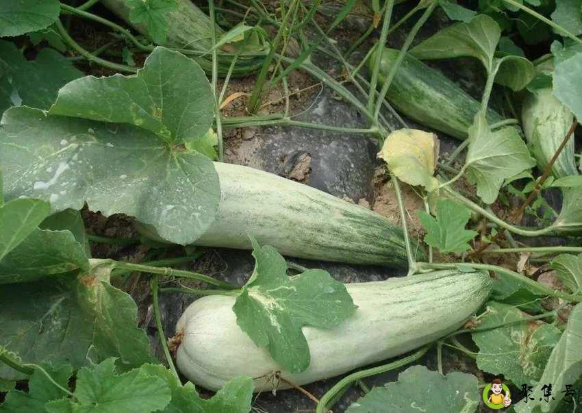 羊角蜜的皮可以吃吗