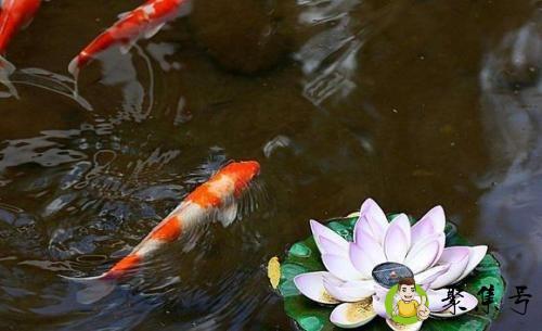 锦锂是什么意思