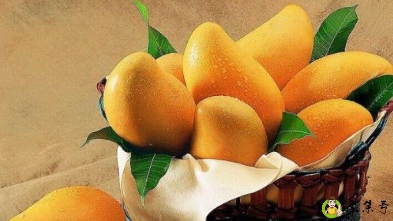 青芒和金煌芒的区别