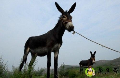 18斤的驴头能出多少肉