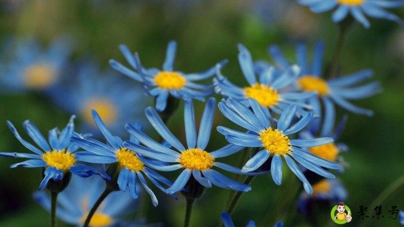 妈妈像花儿一样剧情介绍