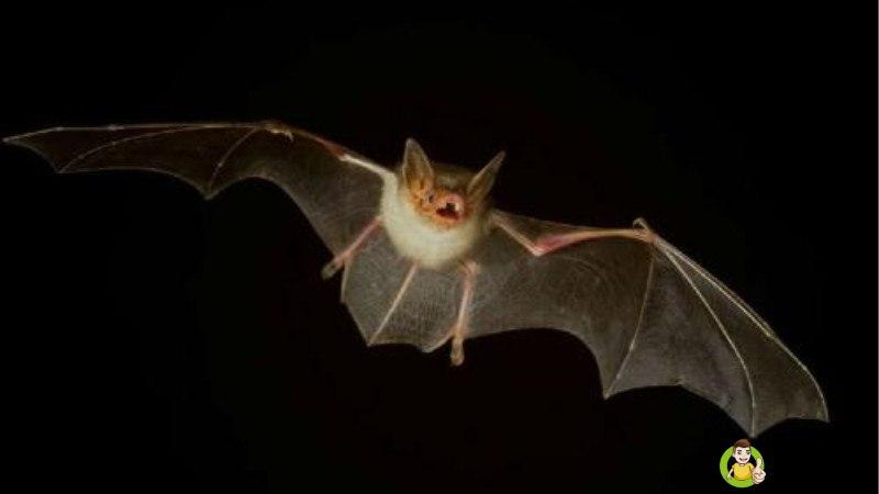 蝙蝠命是什么意思