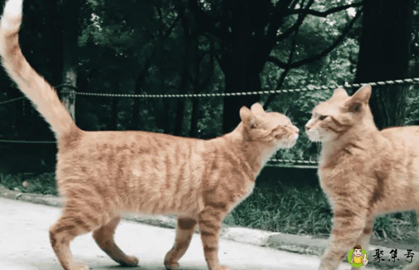 猫的肢体语言代表什么