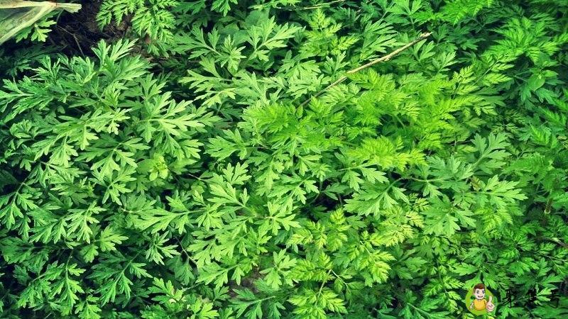 门口挂什么驱蚊