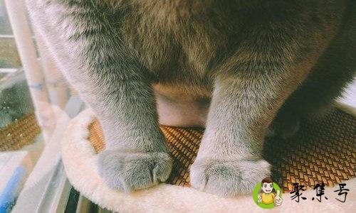 小jiojio什么意思