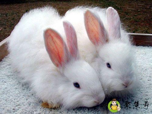 胆小生肖是哪几肖