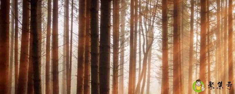 网上说种树是什么意思