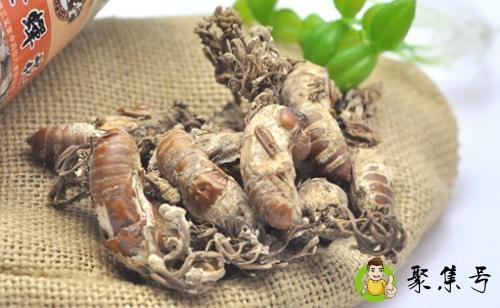 黄金蝉花的养殖方法