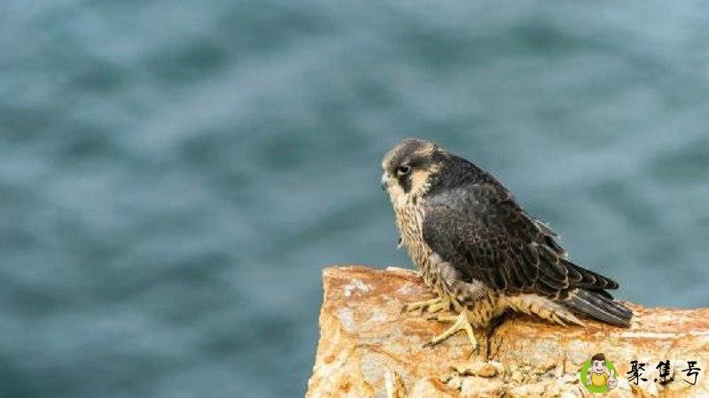 什么东西比猎豹的速度快