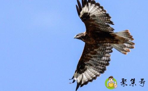 老鹰的特点和本领